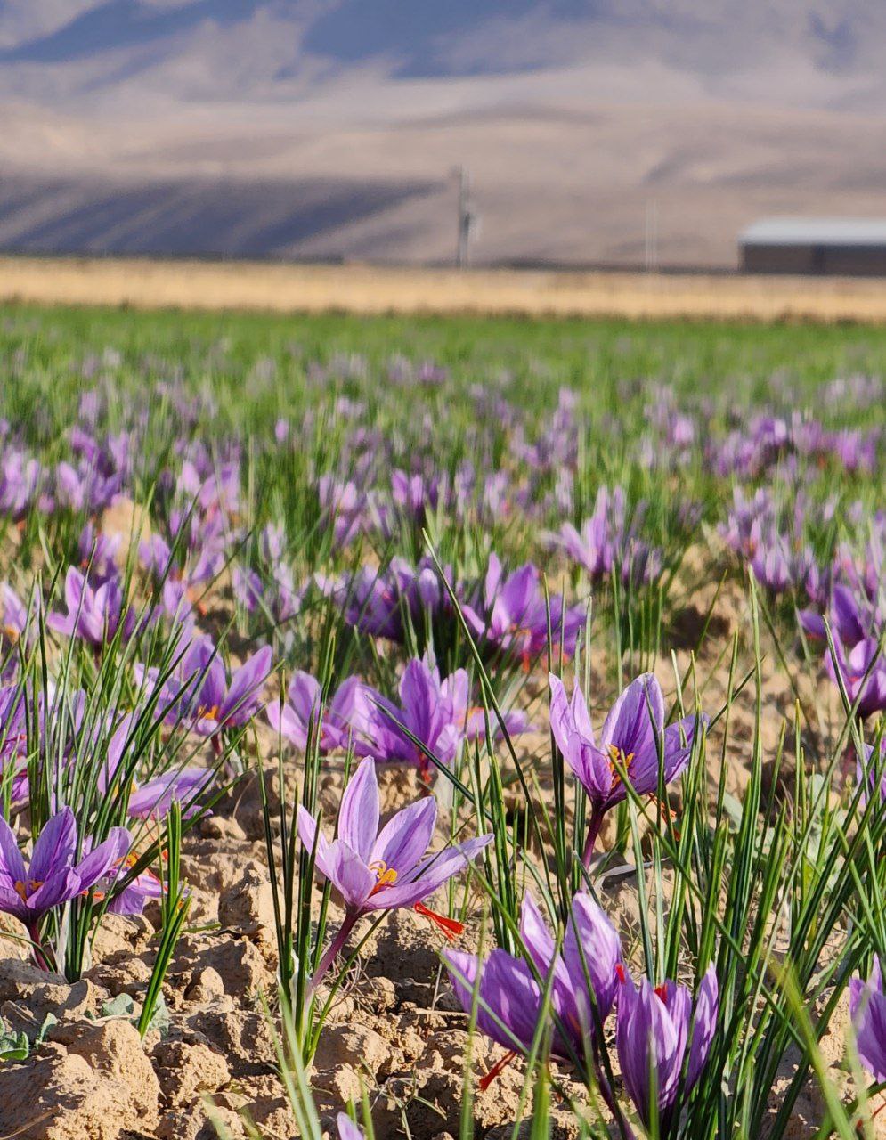 saffron-export-saffron-houmehrSaffron